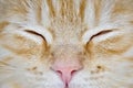 Muzzle of a young cat carroty closeup