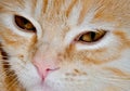 Muzzle of a young cat carroty closeup