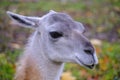 Muzzle young llama against background autumn foliage.