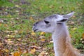 Muzzle young llama against background autumn foliage.