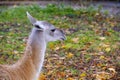 Muzzle young llama against background autumn foliage.