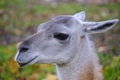 Muzzle young llama in close up against a background green grass.