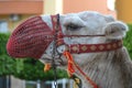 muzzled camel, beautiful young camel with red decorate