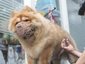 A muzzled chow chow dog gets a trim at dog salon. Typical pet grooming service - cutting the fur with a pair of scissors.