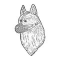 muzzled dog shepherd sketch vector illustration