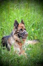 Muzzled German Shepherd