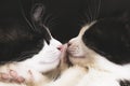 The muzzles of black and white kittens Royalty Free Stock Photo