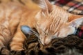 muzzles cute tabby cats sleeping and hugging on brown blanket