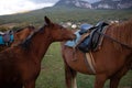 muzzles of two adult brown horses, close-up