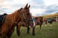 muzzles of two adult brown horses, close-up Royalty Free Stock Photo