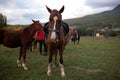 muzzles of two adult brown horses, close-up