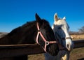 muzzles of two adult horses, white and brown, close-up