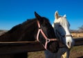 muzzles of two adult horses, white and brown, close-up Royalty Free Stock Photo