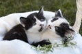 muzzles two cute black and white domestic kittens with big eyes look with interest from a wicker basket Royalty Free Stock Photo