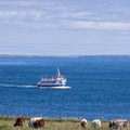 MV Peatland Venture returns to port at John o Groats, United Kingdom