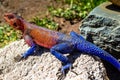 Mwanza Agama or Spiderman lizard in close-up Royalty Free Stock Photo