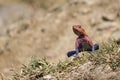 Agama Lizard on rock Royalty Free Stock Photo