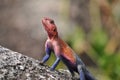 A picture of an Agama. Royalty Free Stock Photo