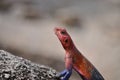A picture of an Agama. Royalty Free Stock Photo