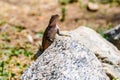 Mwanza flat-headed rock agama or the Spider-Man agama (Agama mwanzae) at Serengeti national park, Tanzania Royalty Free Stock Photo