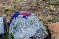 Mwanza flat-headed rock agama or Spider-Man agama (Agama mwanzae) at Serengeti national park, Tanzania. Wildlife photo Royalty Free Stock Photo