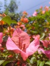 My adored pink flower Royalty Free Stock Photo