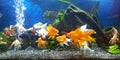 my aquarium with vail teil goldfish Royalty Free Stock Photo