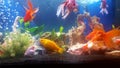 My aquarium with vail teil goldfishes