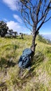 My bag above a tree in the merbabu mountain Royalty Free Stock Photo