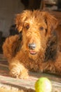 My Ball - Airedale Looking Cute