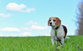My Beagle Royalty Free Stock Photo