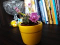 My beatiful cactus, Royalty Free Stock Photo