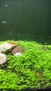 My beatyfull aquascape Royalty Free Stock Photo