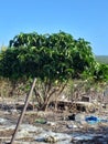 My beautifil Nooni tree growing in my backyard