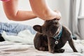 Woman putting jewelry on the funny french bulldog while he sitting at the bed