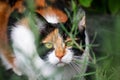 A young tortoiseshell calico cat hiding in undergrowth