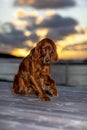 My beautiful Irish Setter in the sunset Royalty Free Stock Photo