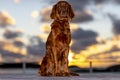 My beautiful Irish Setter in the sunset Royalty Free Stock Photo