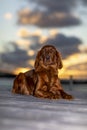 My beautiful Irish Setter in the sunset Royalty Free Stock Photo