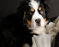 My best big friend Bernese Mountain Dog Royalty Free Stock Photo