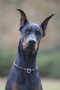 My best friend Doberman