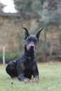 My best friend Doberman