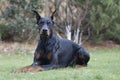 My best friend Doberman