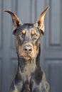 My best friend Doberman