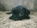  My Black Pug Dog Named Miffy