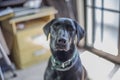 Beautifull retriever labrador dog at home Royalty Free Stock Photo