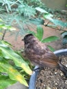My bul bul Bird Robin