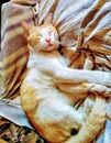 My Cat Royalty Free Stock Photo