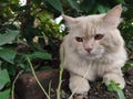 My cat hiding under bushes Royalty Free Stock Photo