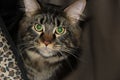 My cat Maine Coon Royalty Free Stock Photo